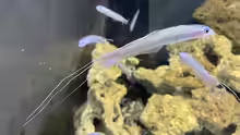 Ptereleotris hanae