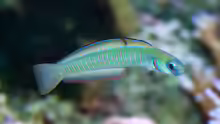 Ptereleotris zebra
