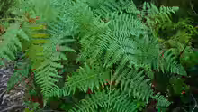 Pteridium aquilinum