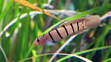 Pterogobius elapoides