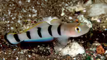 Pterogobius zacalles