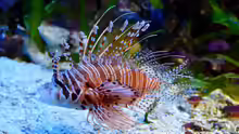 Pterois antennata