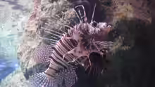 Pterois mombasae