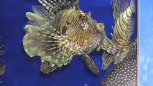 Pterois russelii