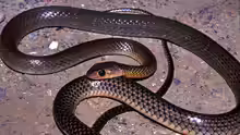 Ptyas korros