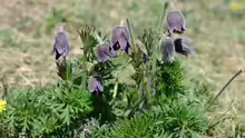 Pulsatilla pratensis