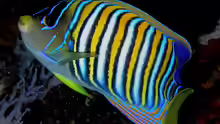 Pygoplites diacanthus