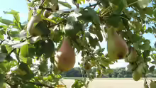 Pyrus communis