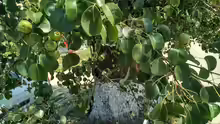 Pyrus pyraster