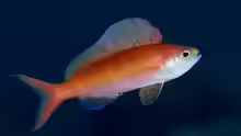 Rabaulichthys suzukii