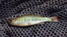 Raiamas senegalensis