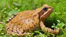 Rana temporaria