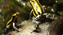 Ranitomeya lamasi