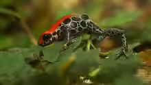Ranitomeya reticulata