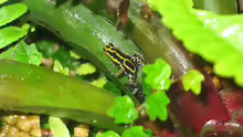 Ranitomeya ventrimaculata