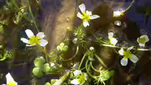 Ranunculus aquatilis