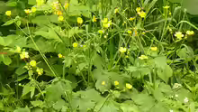 Ranunculus lanuginosus