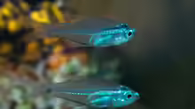 Rhabdamia gracilis