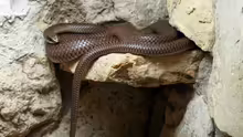 Rhamphiophis oxyrhynchus