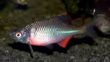 Rhodeus amarus