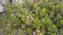 Rhododendron ferrugineum