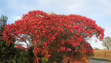 Rhus typhina