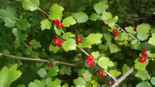 Ribes alpinum