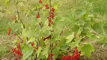 Ribes rubrum