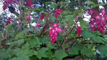 Ribes sanguineum
