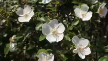 Rosa micrantha