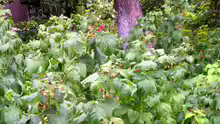 Rubus idaeus