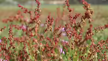 Rumex acetosella