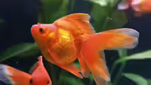 Ryukin