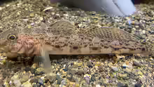 Sagamia geneionema