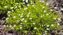 Sagina subulata
