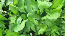 Sagittaria latifolia