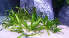 Sagittaria platyphylla