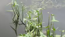 Sagittaria sagittifolia
