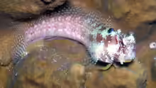 Salarias alboguttatus