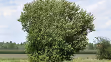 Salix caprea