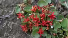 Salix herbacea