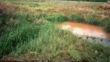 Salix viminalis