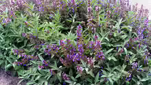 Salvia officinalis