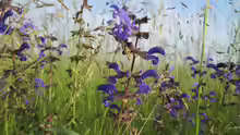 Salvia pratensis