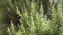Salvia rosmarinus