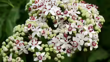 Sambucus ebulus