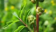 Sanguisorba minor
