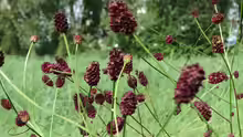 Sanguisorba officinalis