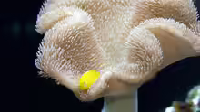 Gobiodon okinawae