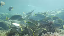 Sarpa salpa